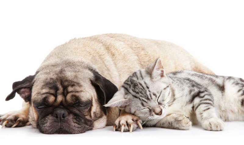 Pet Supplements: Natural Herbs for Your Pet's Diet